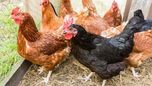 Poultry